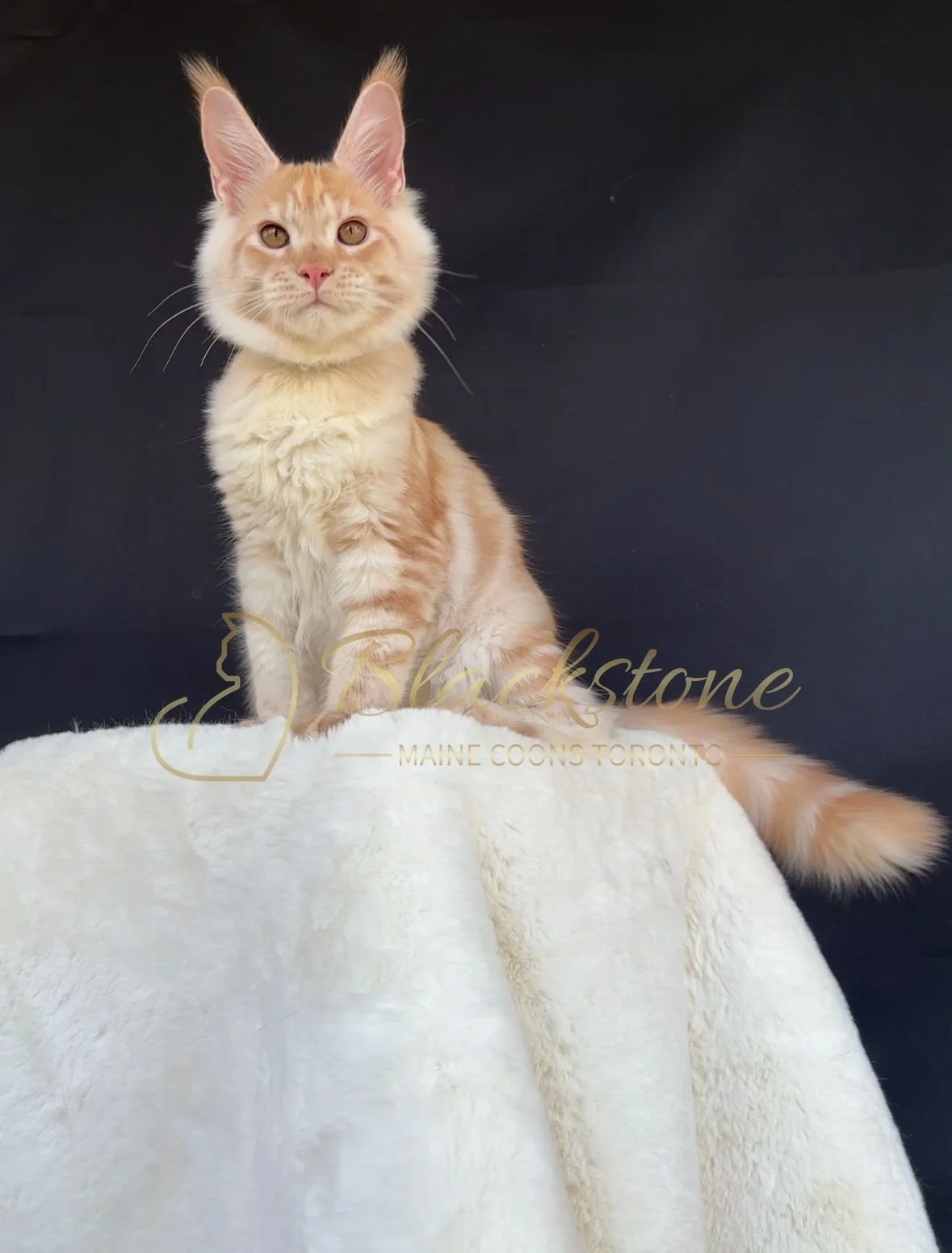 eZy Watermark_04-11-2025_03-52-47-1640PM.JPG