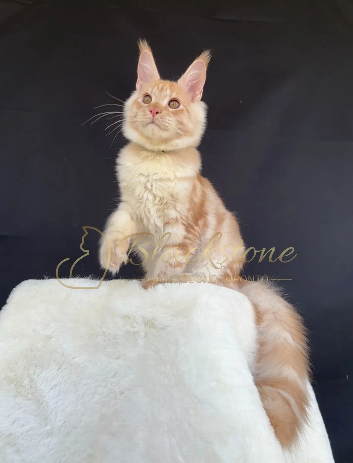 eZy Watermark_04-11-2025_03-52-47-5740PM.JPG