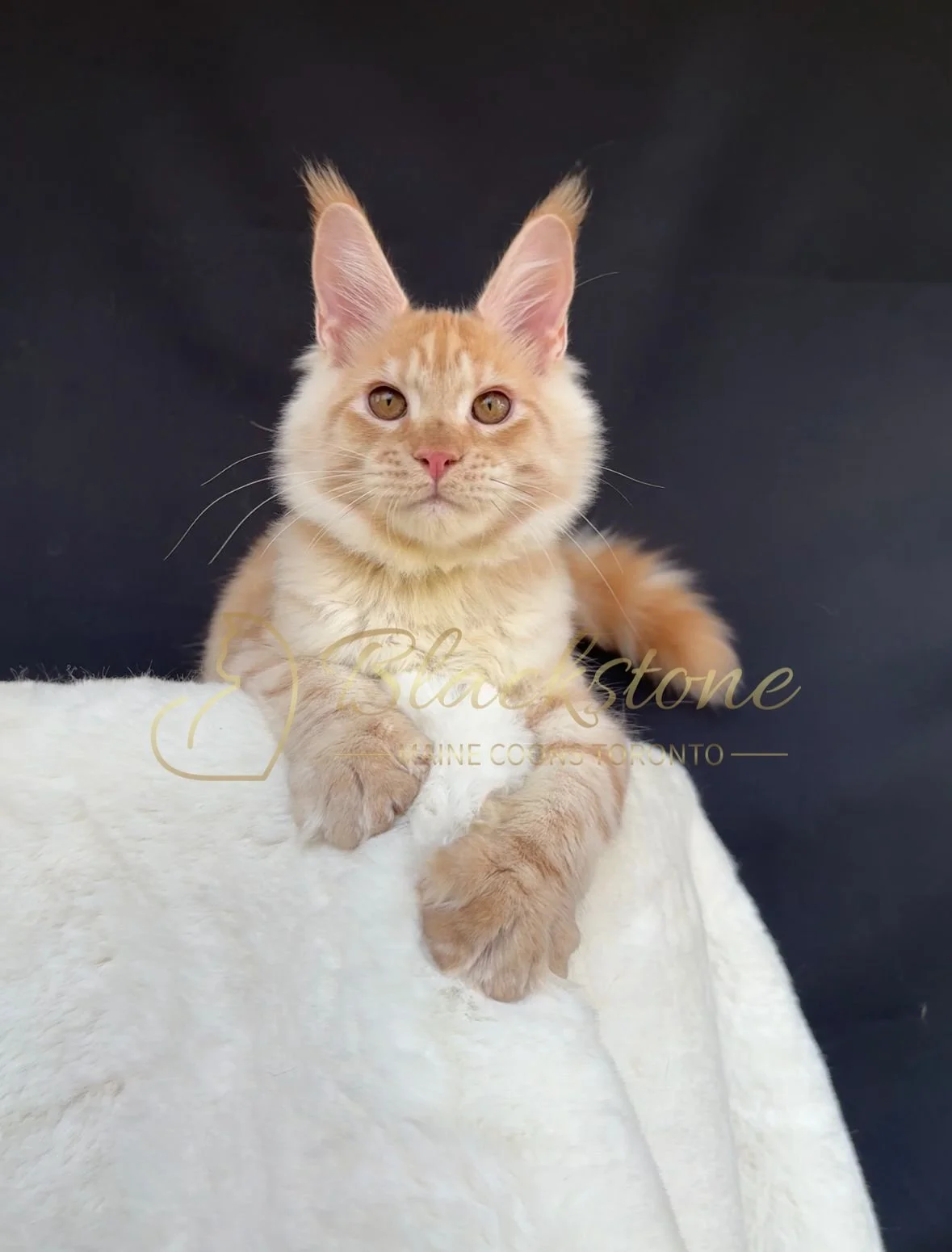 eZy Watermark_04-11-2025_03-52-47-8110PM.JPG