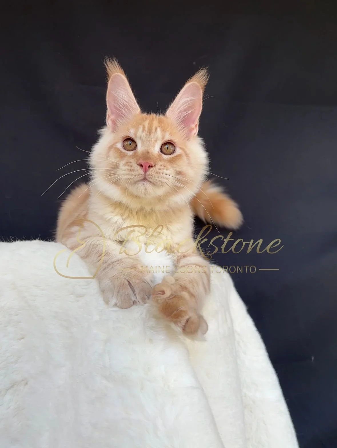 eZy Watermark_04-11-2025_03-52-47-8950PM.JPG