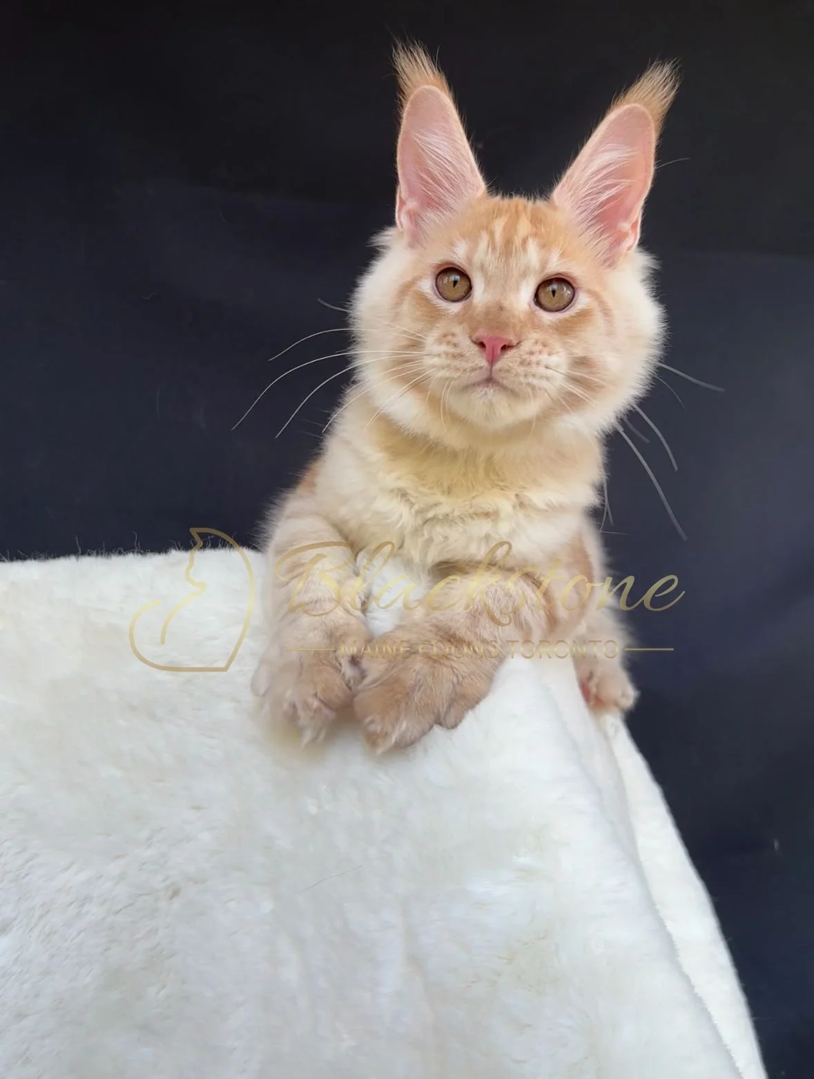 eZy Watermark_04-11-2025_03-52-47-9770PM.JPG