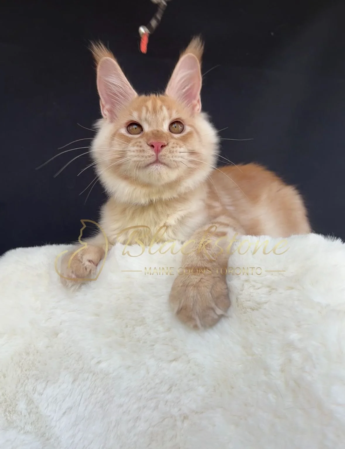 eZy Watermark_04-11-2025_03-52-48-0580PM.JPG