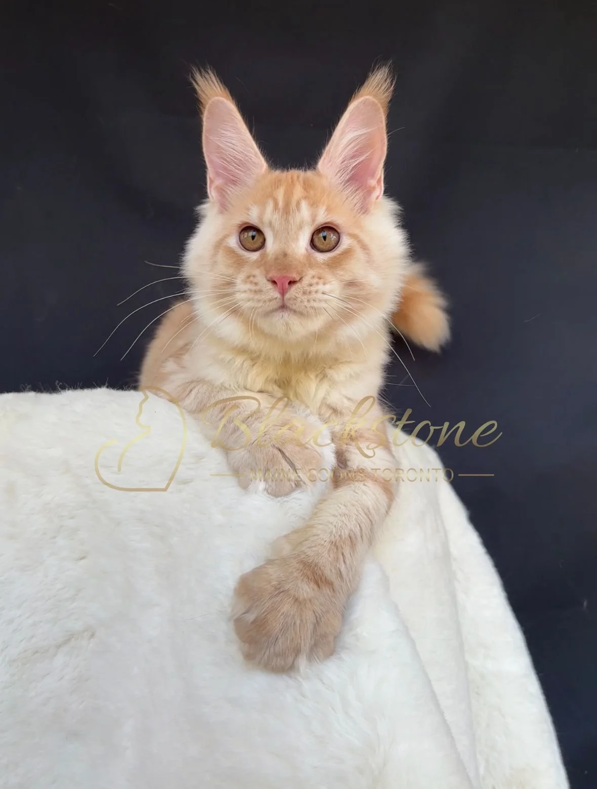 eZy Watermark_04-11-2025_03-52-48-1360PM.JPG