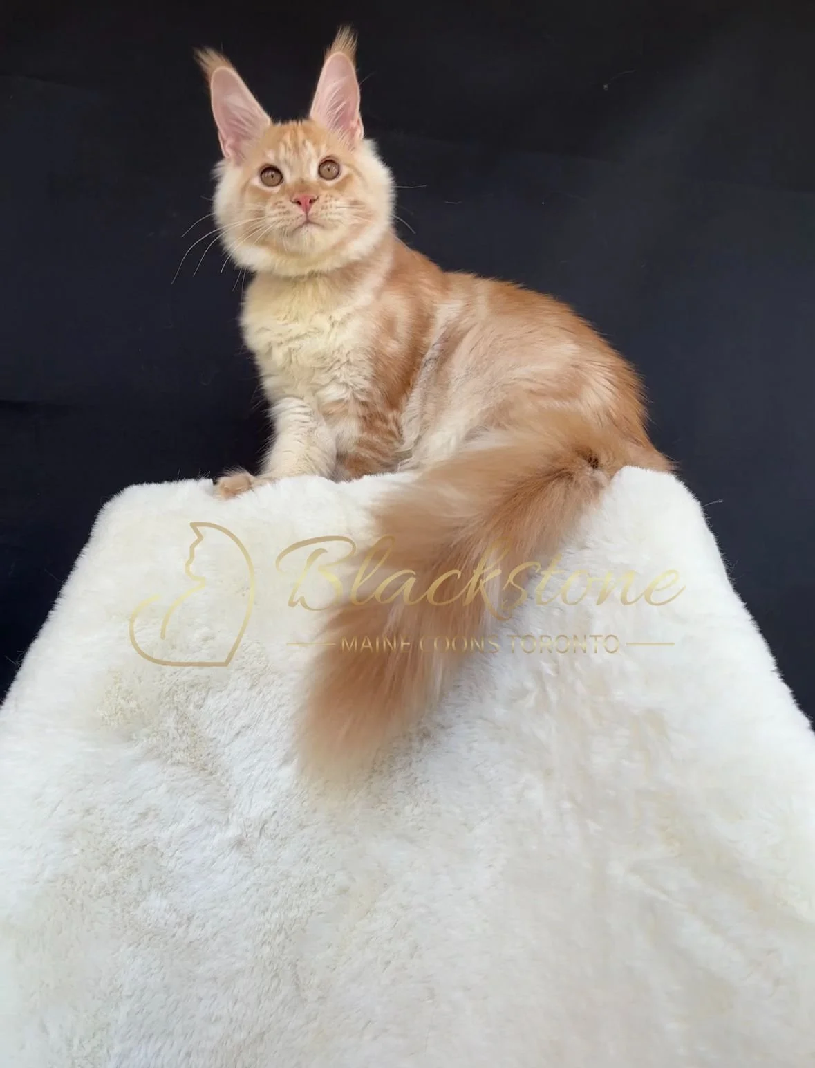 eZy Watermark_04-11-2025_03-52-48-2150PM.JPG