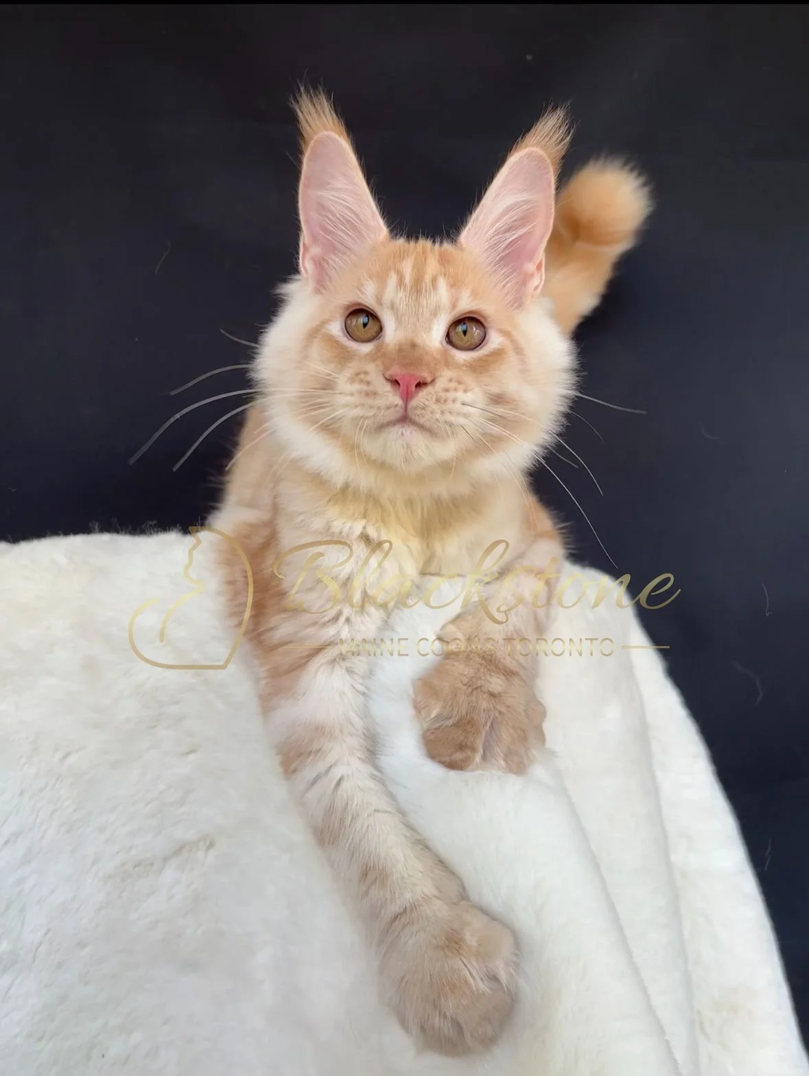 eZy Watermark_04-11-2025_03-52-48-2990PM.JPG