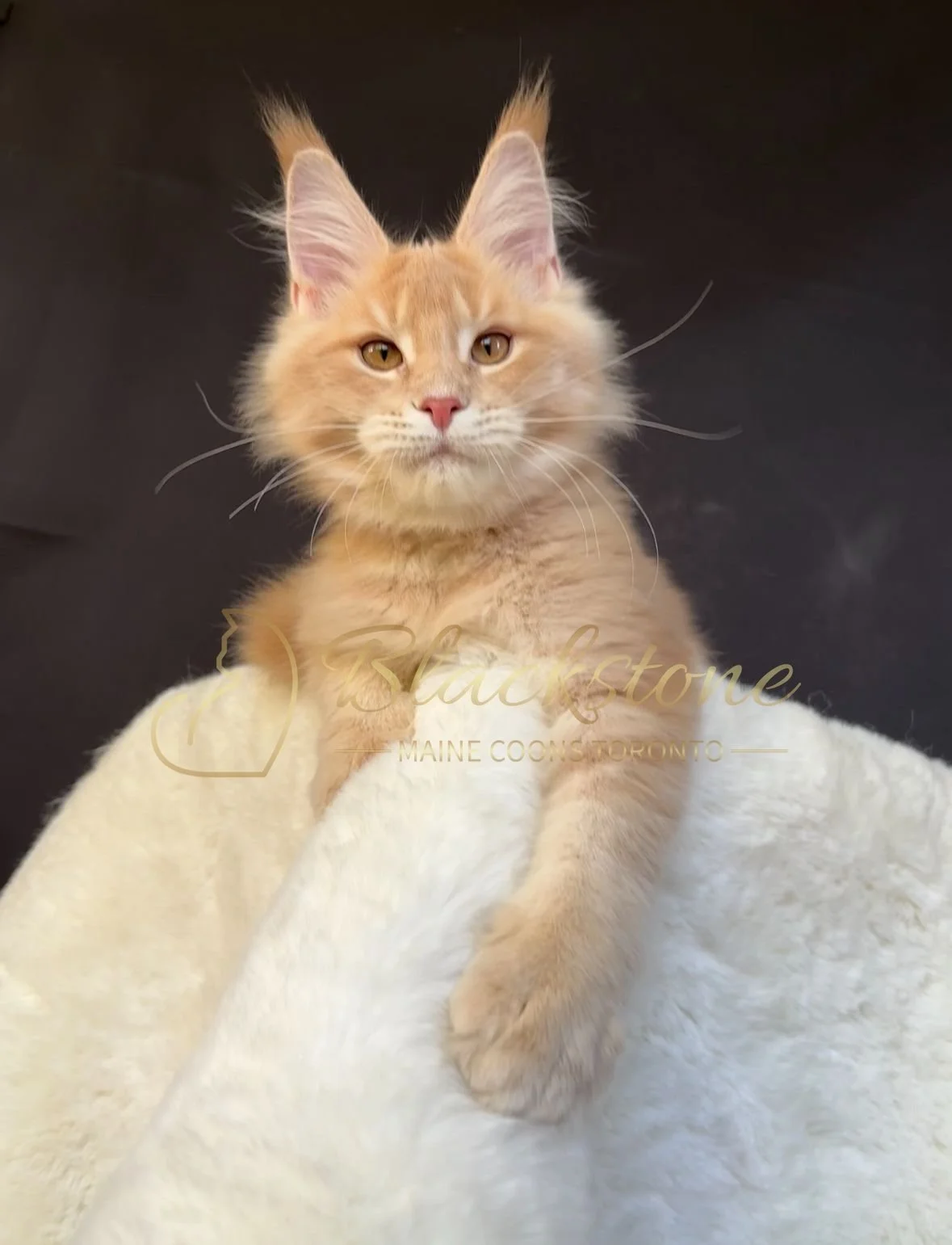 eZy Watermark_27-10-2025_06-44-01-2690PM.JPG