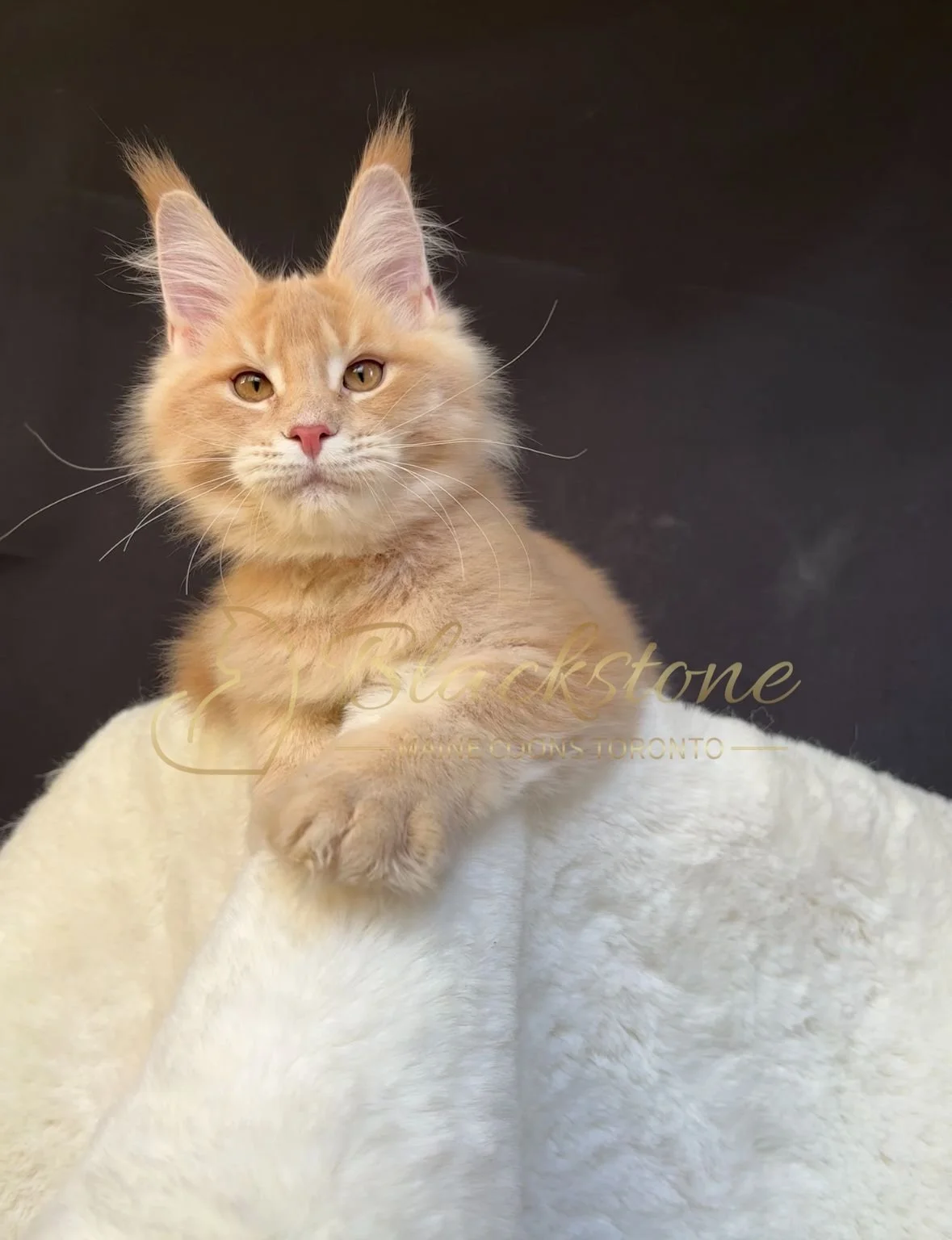 eZy Watermark_27-10-2025_06-44-01-4600PM.JPG