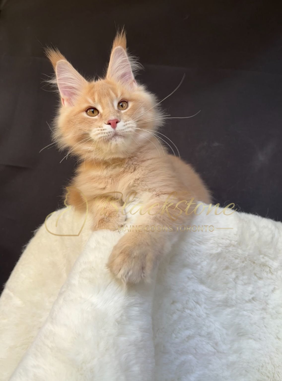 eZy Watermark_27-10-2025_06-44-01-7220PM.JPG