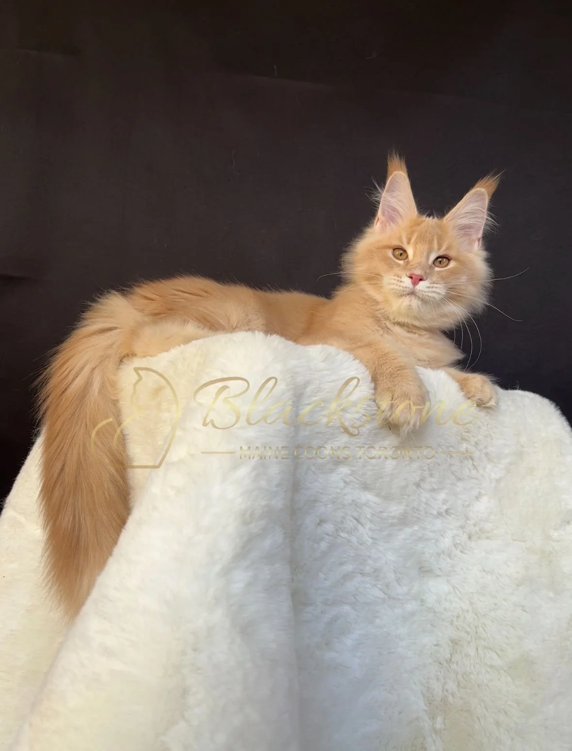 eZy Watermark_27-10-2025_06-44-01-8000PM.JPG