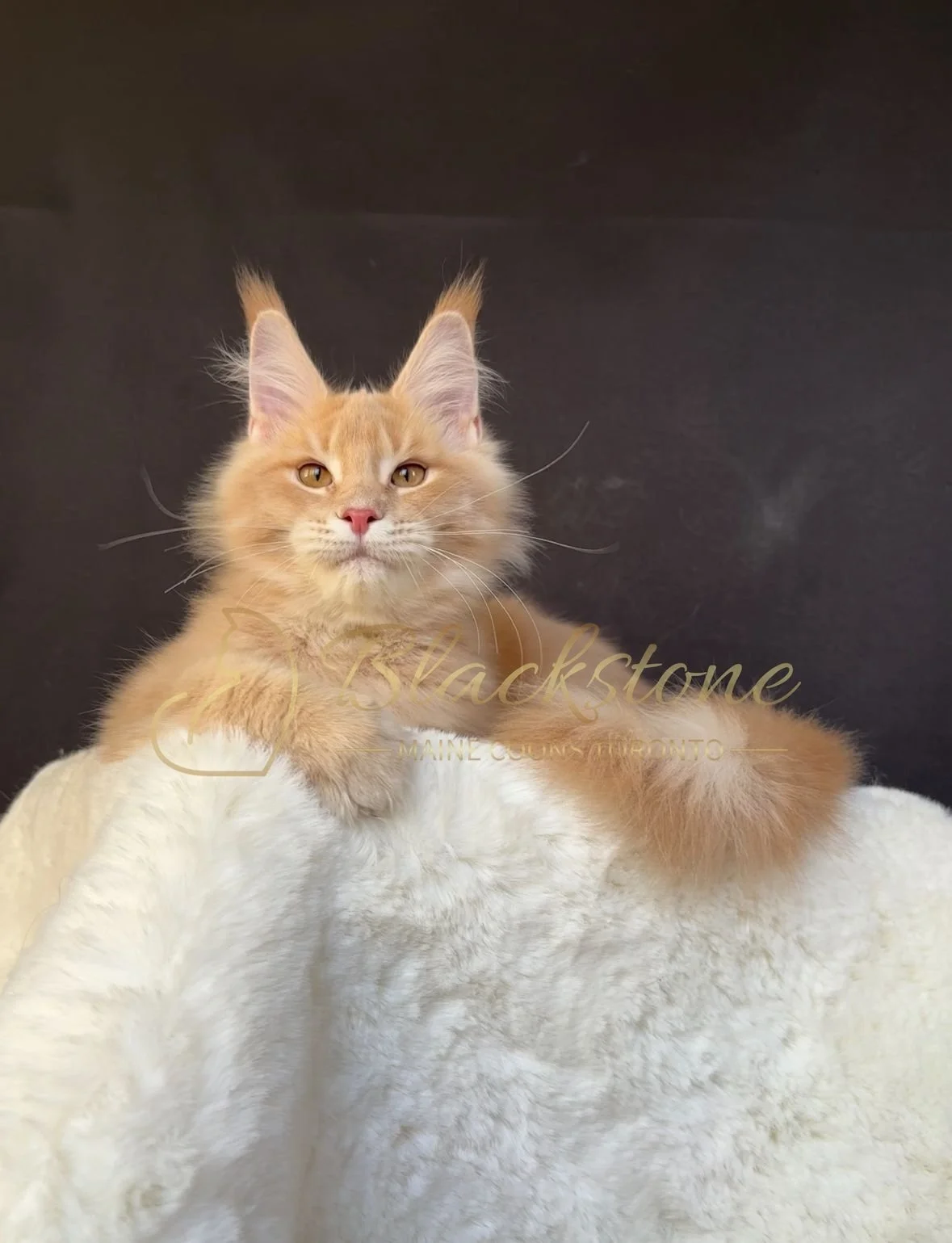 eZy Watermark_27-10-2025_06-44-01-8770PM.JPG