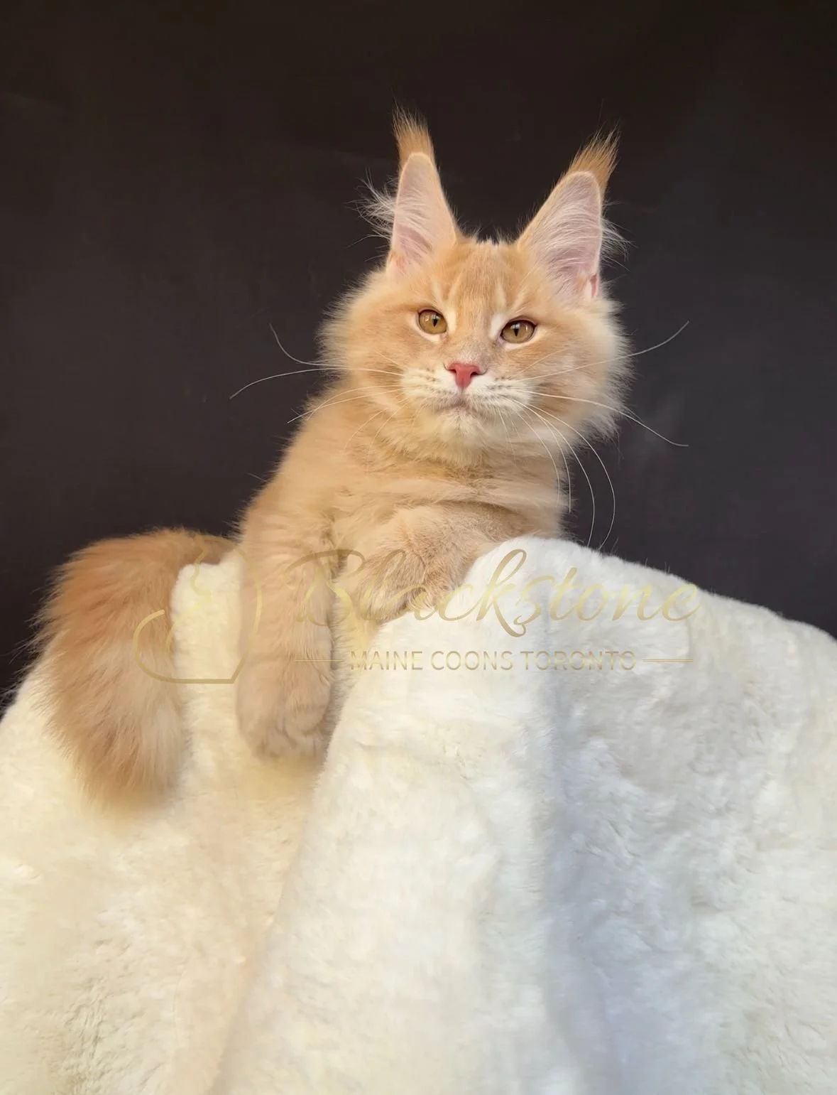 eZy Watermark_27-10-2025_06-44-01-9560PM.JPG