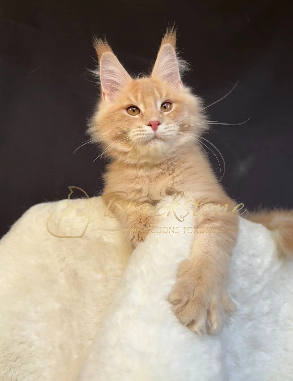 eZy Watermark_27-10-2025_06-44-02-1990PM.JPG