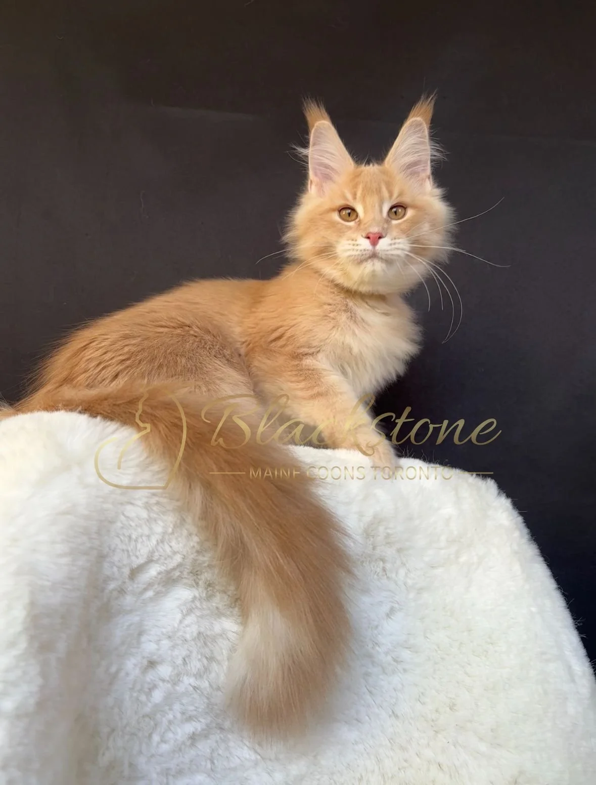 eZy Watermark_27-10-2025_06-44-02-2770PM.JPG