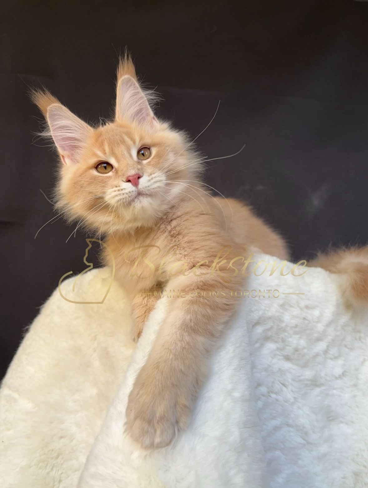 eZy Watermark_27-10-2025_06-44-02-3550PM.JPG