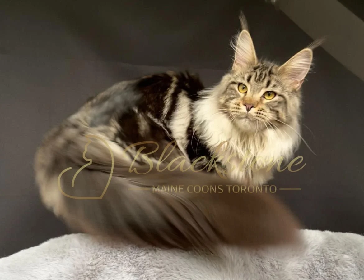 eZy Watermark_30-09-2025_07-19-38-0090PM.JPG