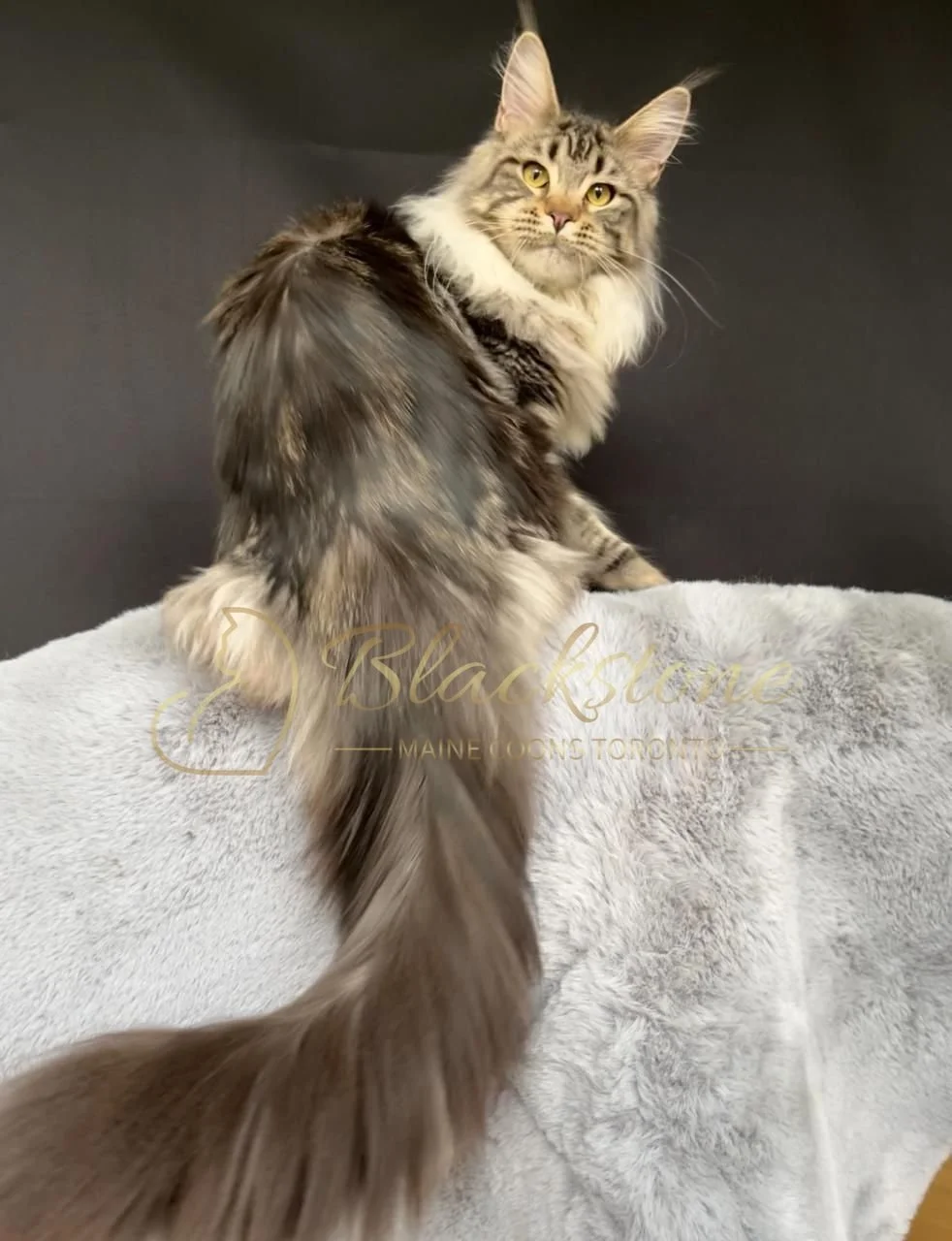 eZy Watermark_30-09-2025_07-19-38-0800PM.JPG