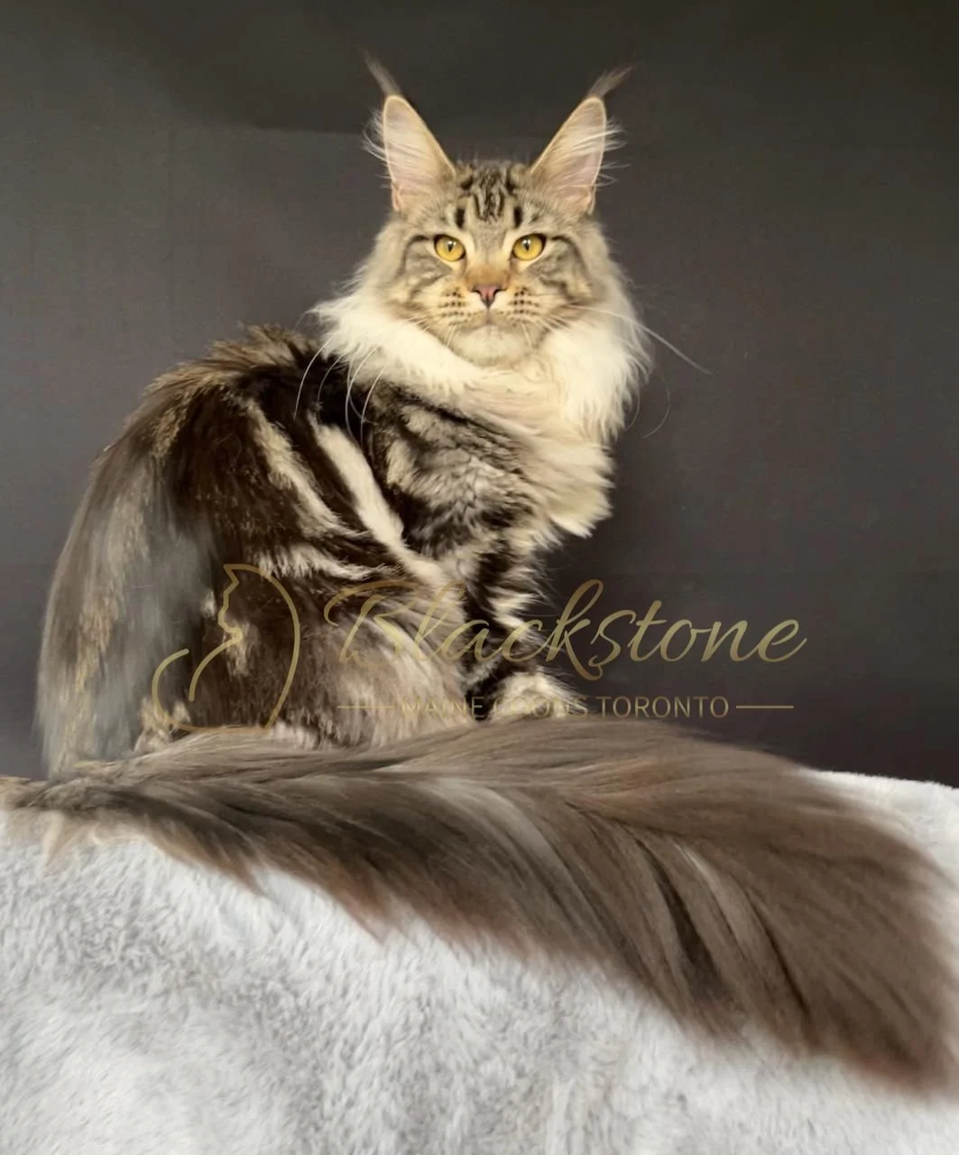 eZy Watermark_30-09-2025_07-19-38-2240PM.JPG