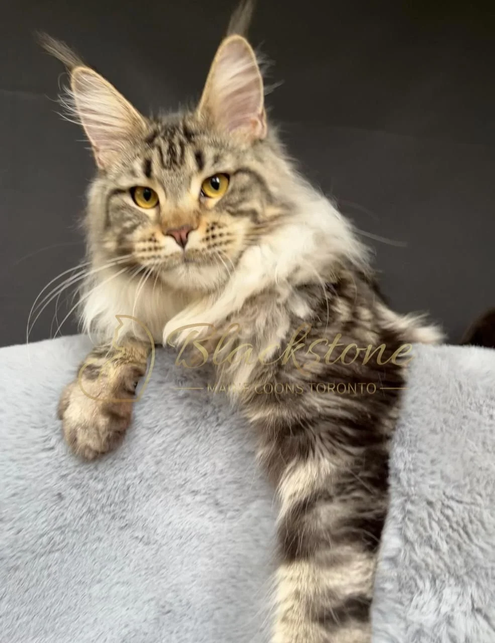 eZy Watermark_30-09-2025_07-19-38-2940PM.JPG