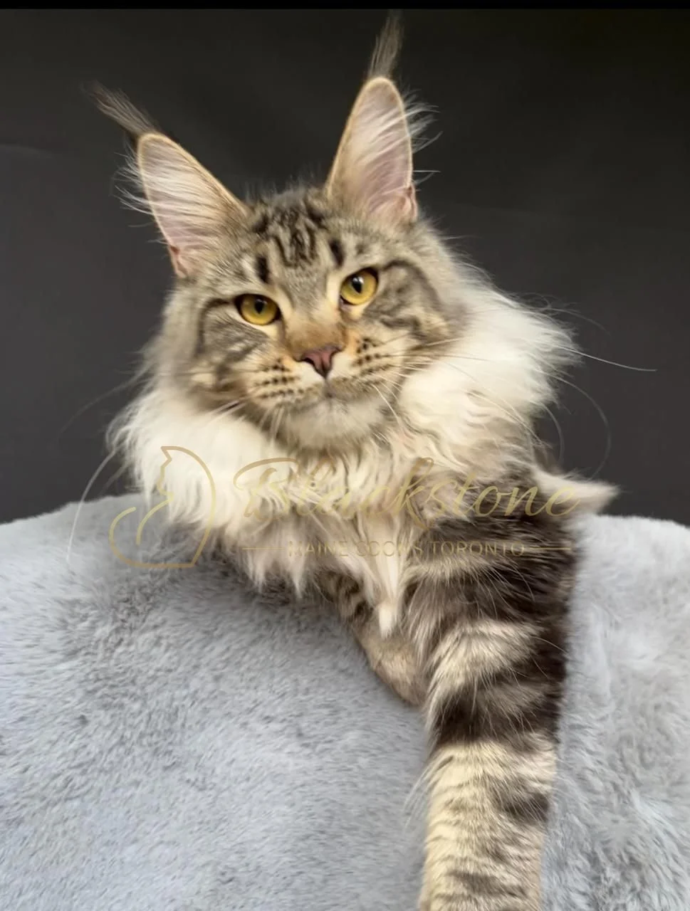 eZy Watermark_30-09-2025_07-19-38-3680PM.JPG