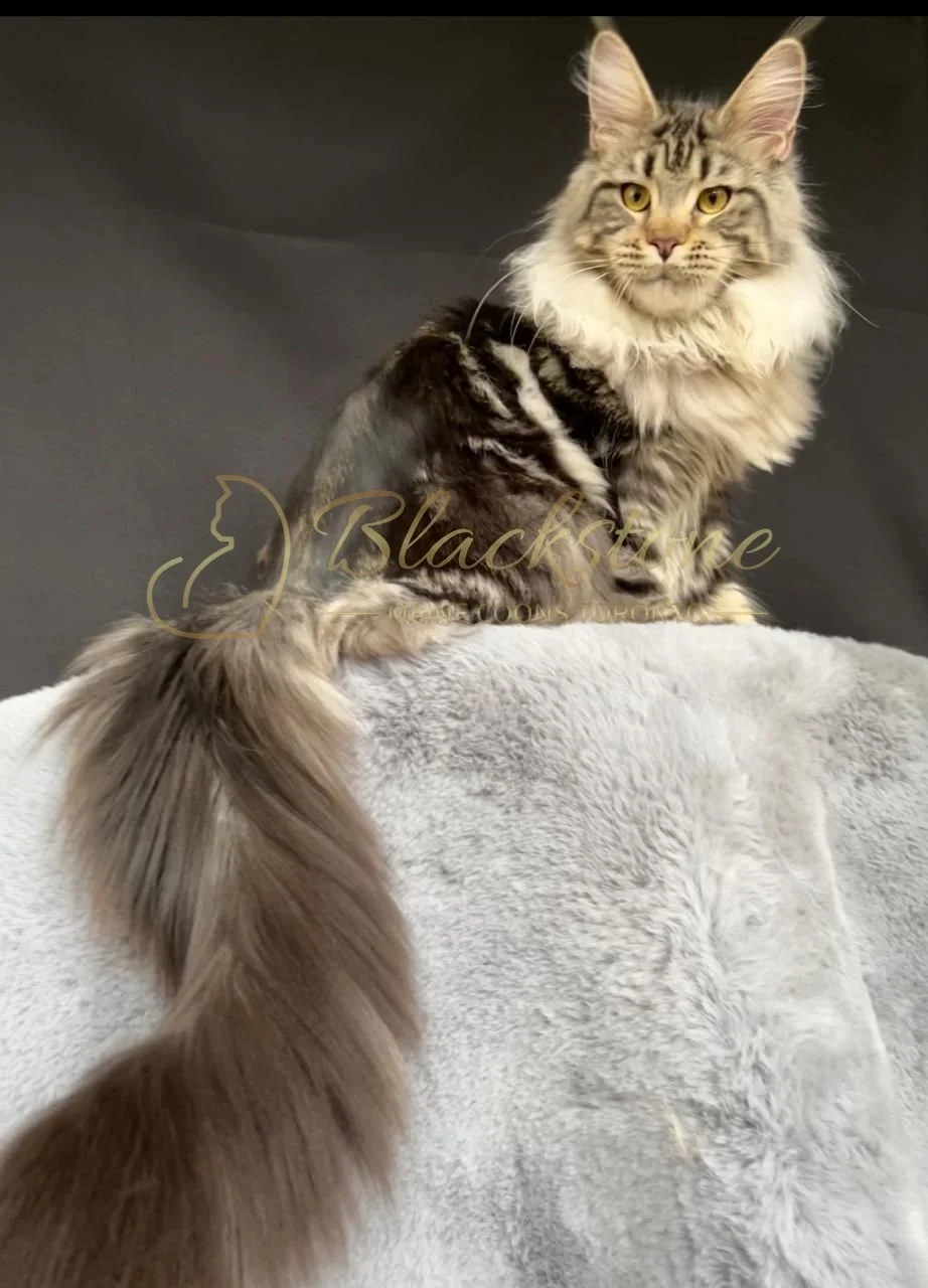 eZy Watermark_30-09-2025_07-19-38-5160PM.JPG