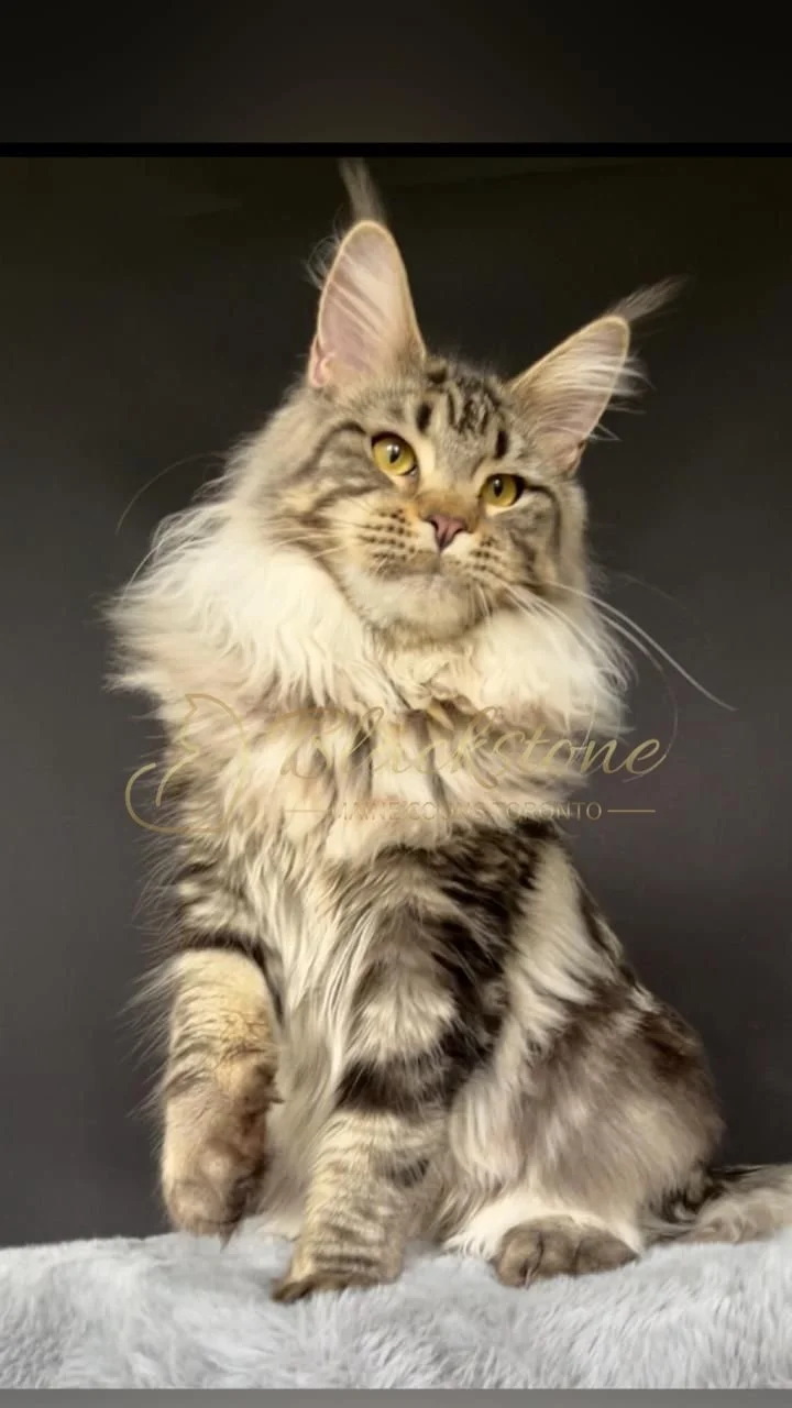 eZy Watermark_30-09-2025_07-19-38-5830PM.JPG