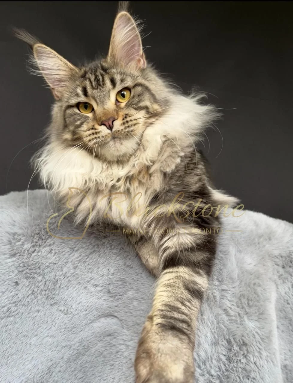 eZy Watermark_30-09-2025_07-19-38-6520PM.JPG