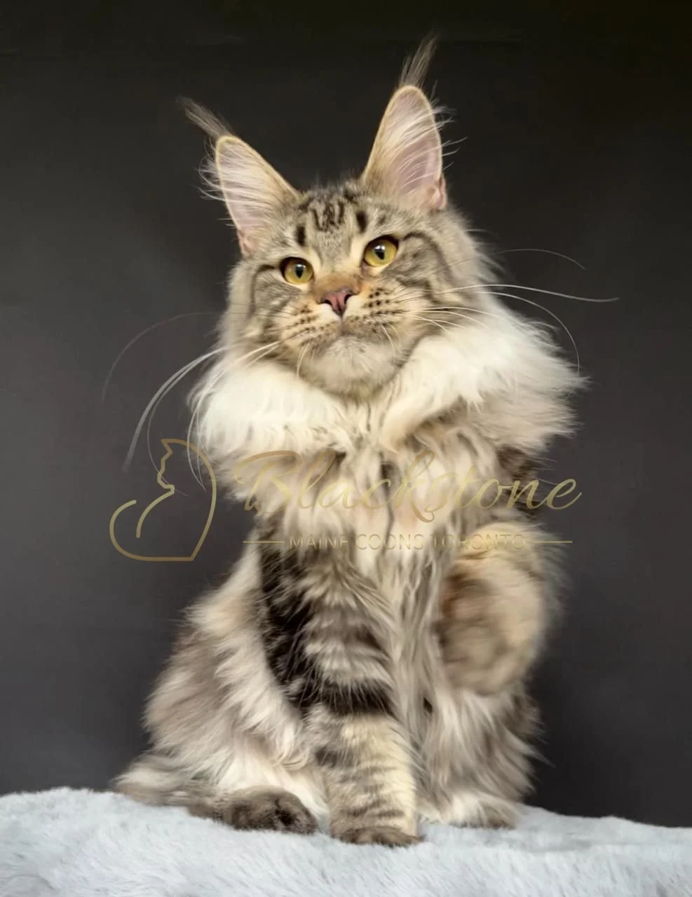 eZy Watermark_30-09-2025_07-19-38-7280PM.JPG