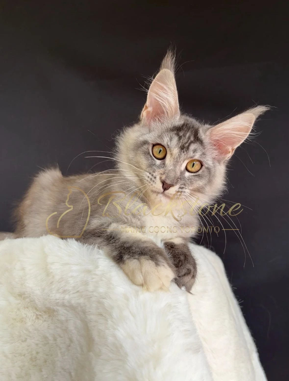 eZy Watermark_30-09-2025_07-19-37-2810PM.JPG