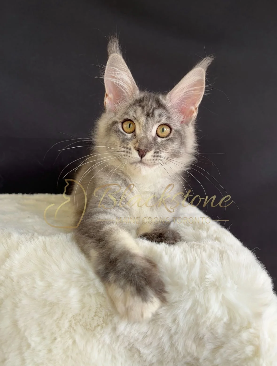 eZy Watermark_30-09-2025_07-19-37-5810PM.JPG