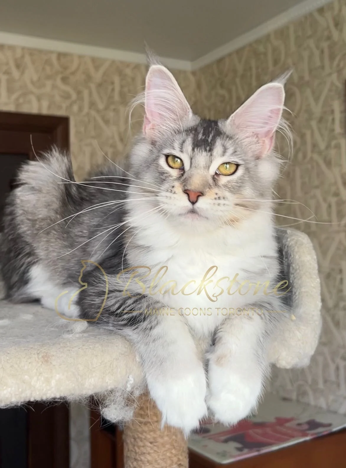 eZy Watermark_04-11-2025_03-42-20-0040PM.JPG