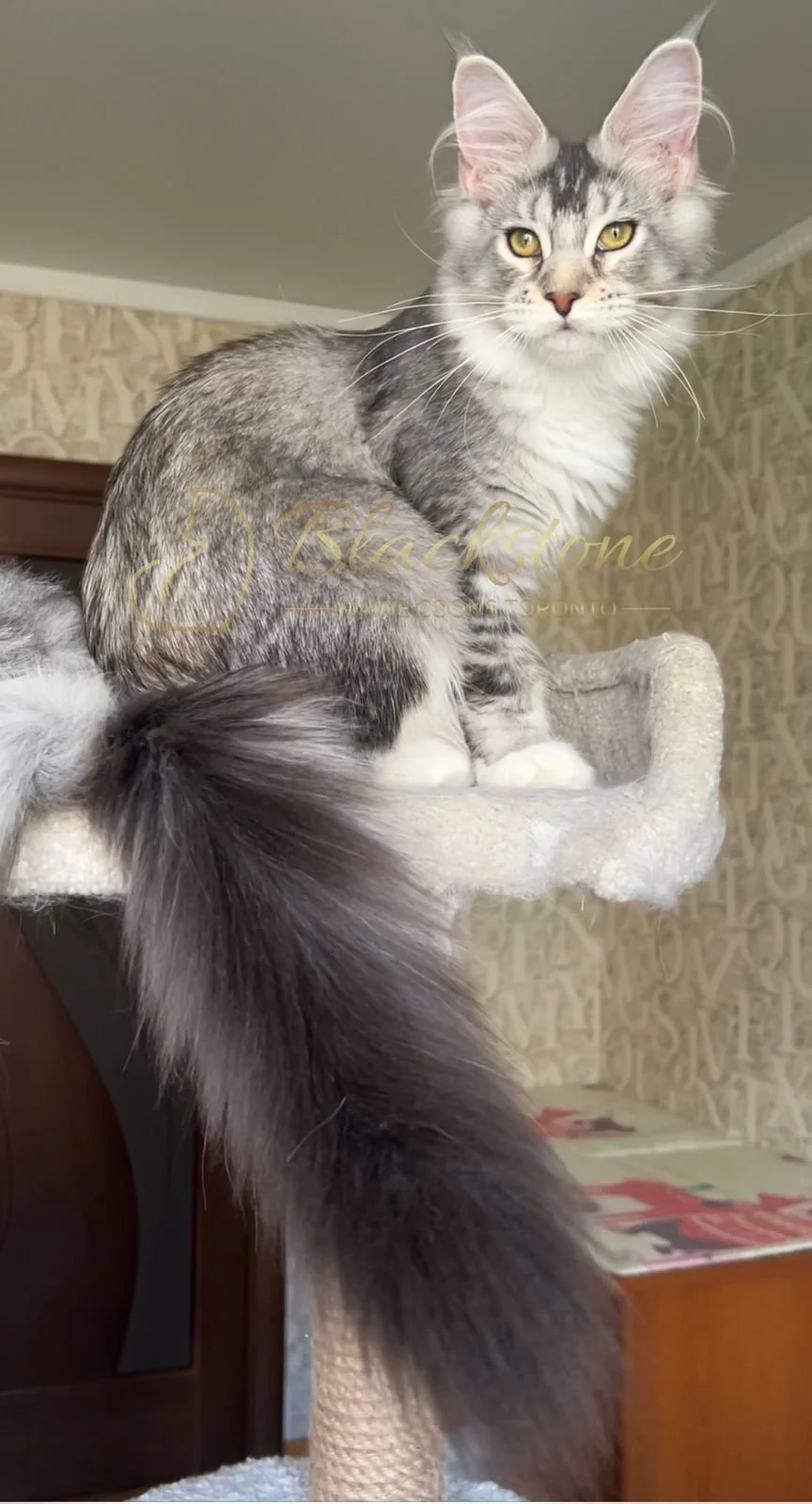 eZy Watermark_04-11-2025_03-42-20-1670PM.JPG