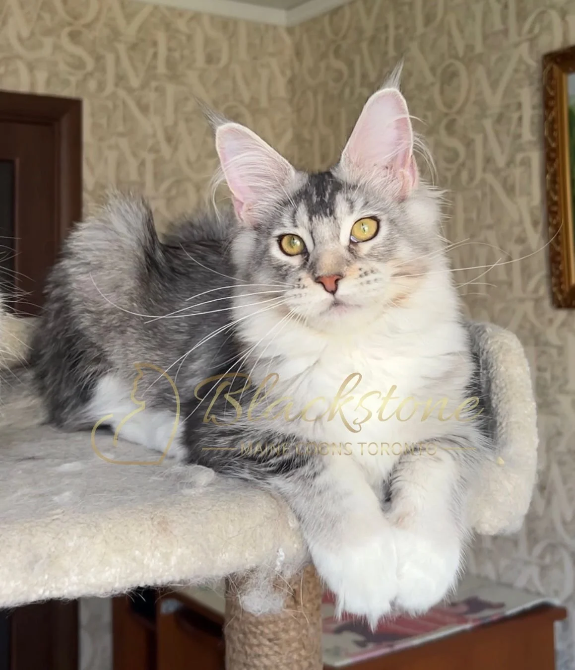 eZy Watermark_04-11-2025_03-42-20-2440PM.JPG