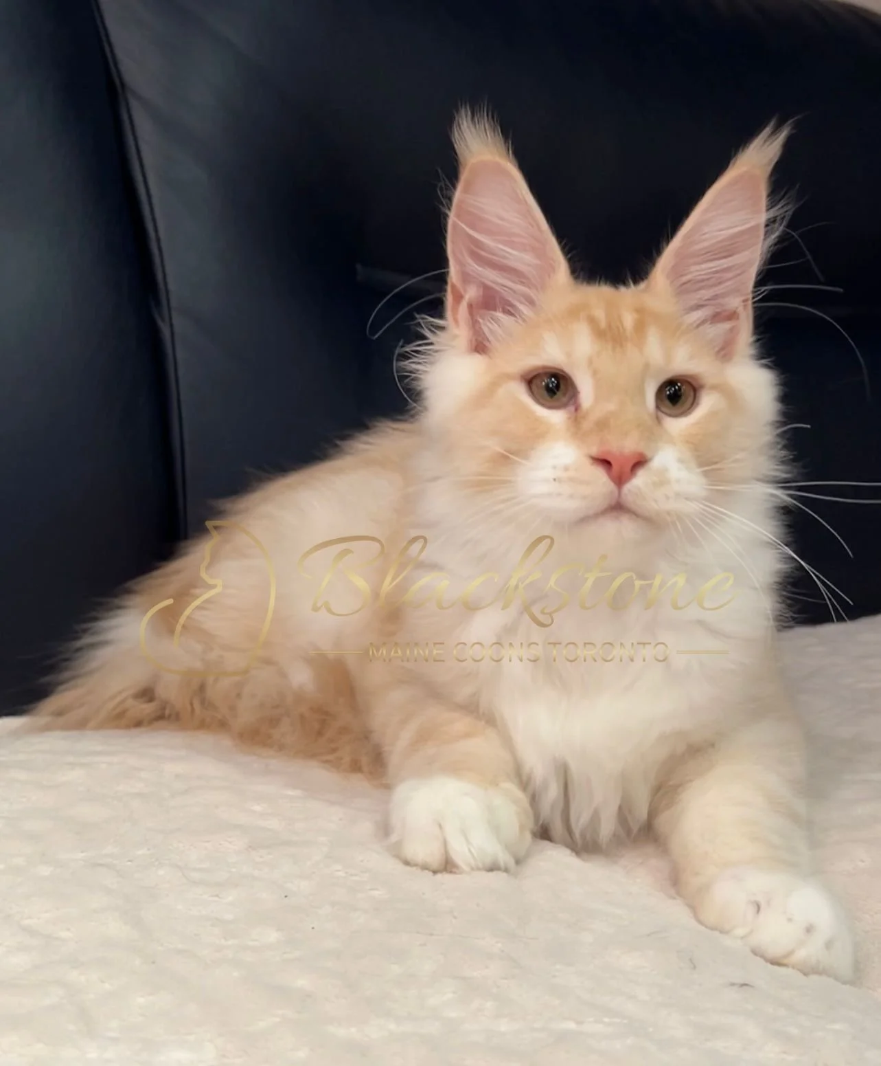 eZy Watermark_04-11-2025_03-23-25-5750PM.JPG