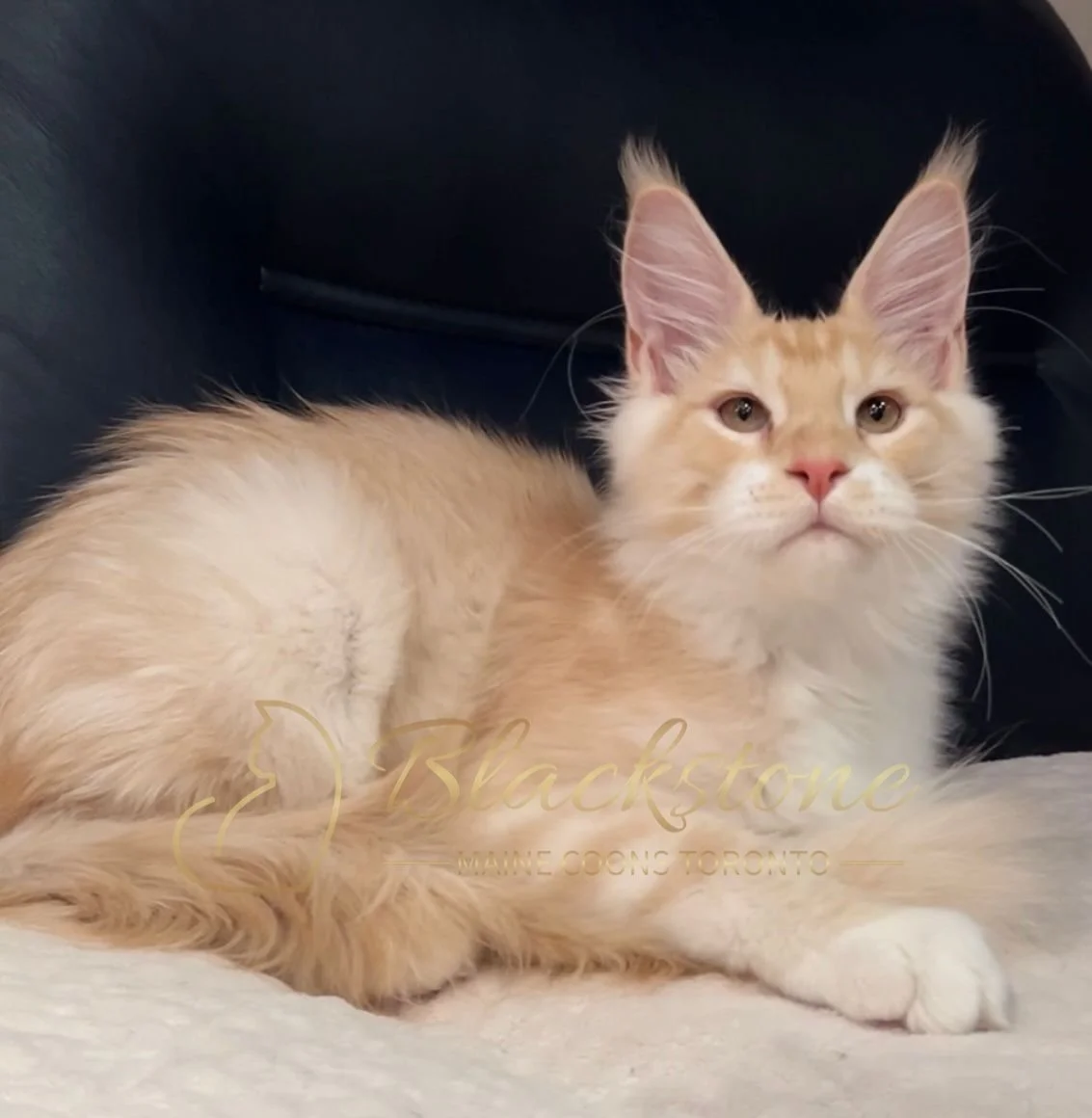 eZy Watermark_04-11-2025_03-23-25-7190PM.JPG