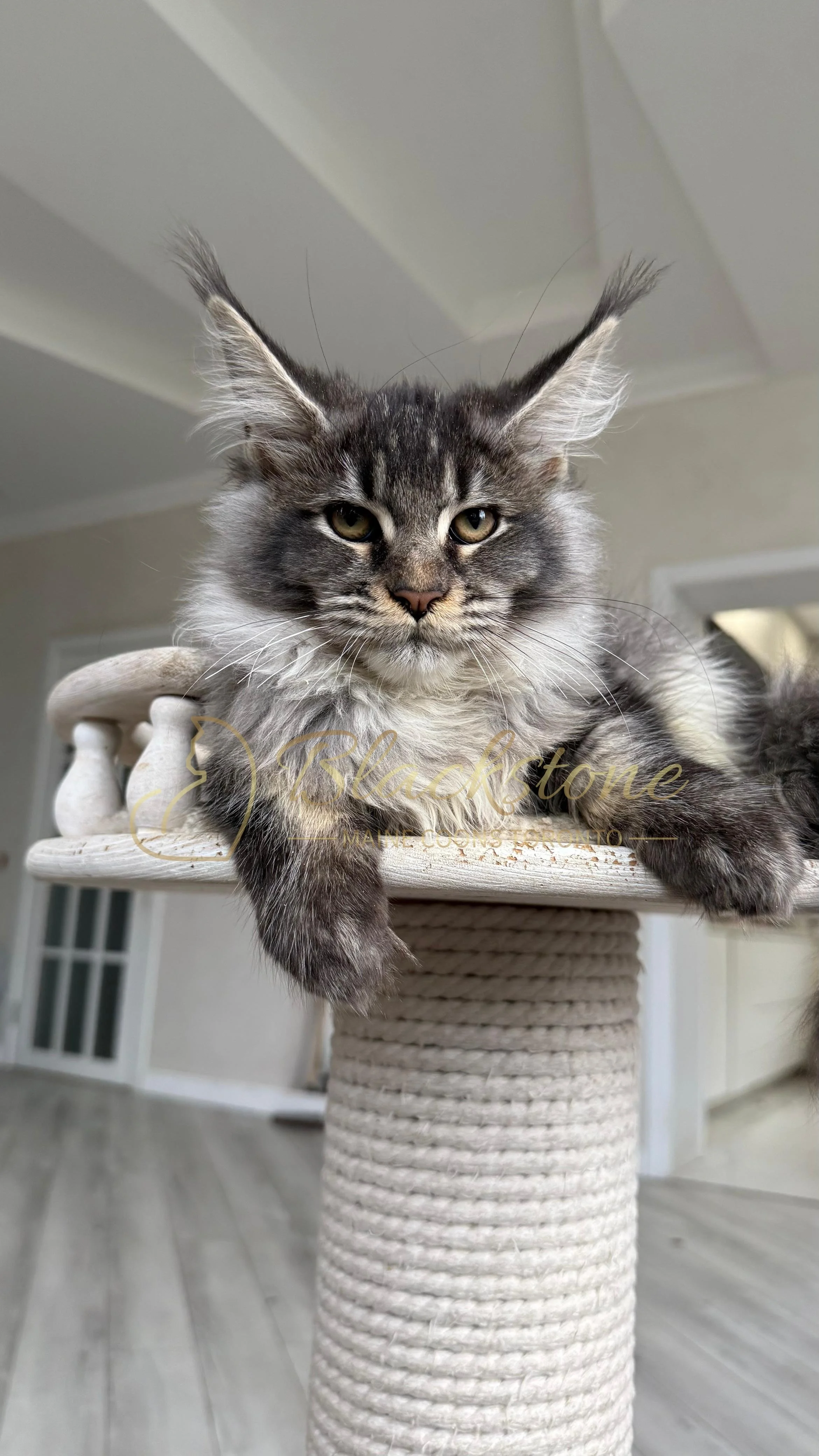 eZy Watermark_14-10-2025_01-27-13-4010PM.JPG