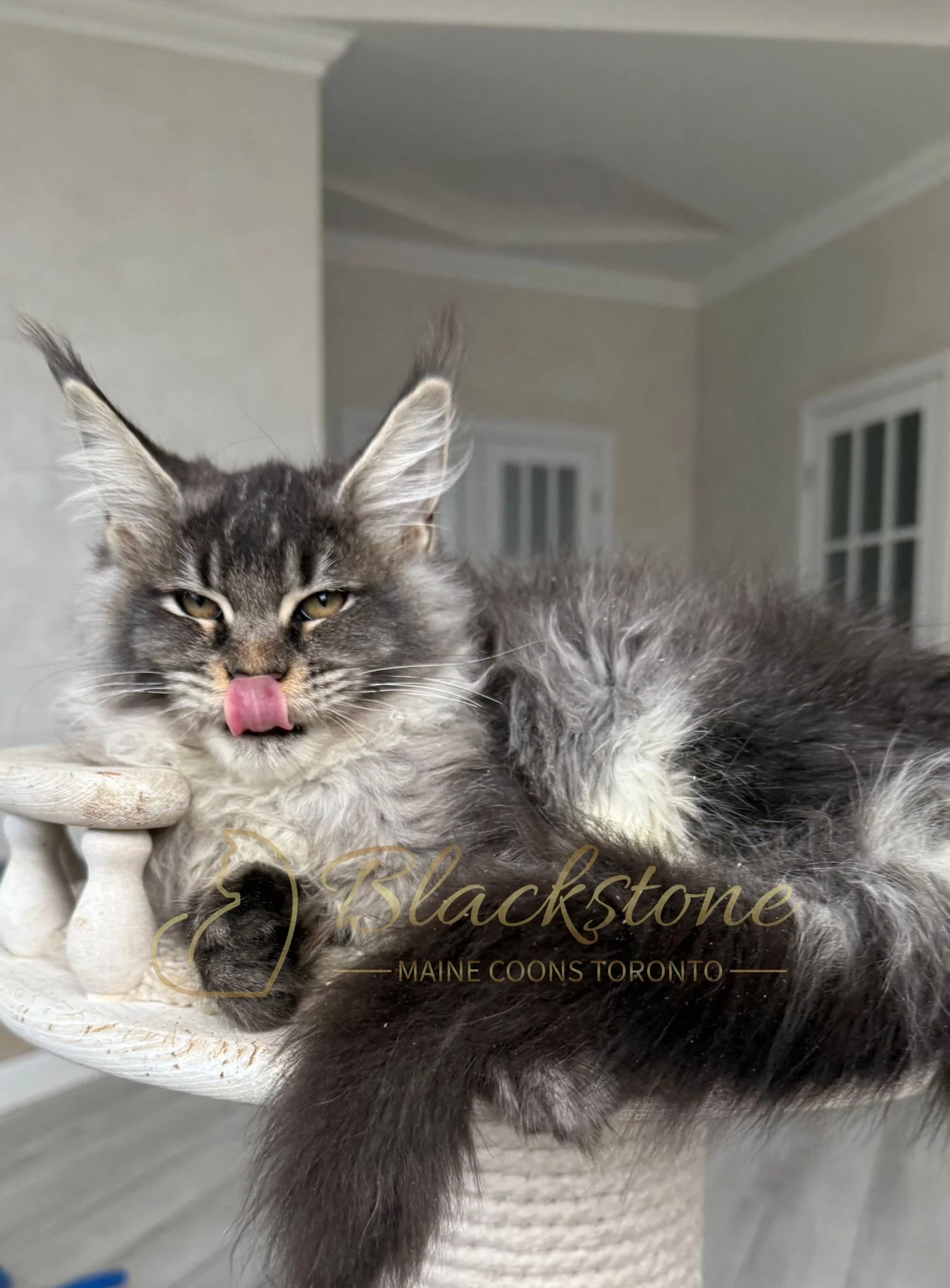 eZy Watermark_14-10-2025_01-27-13-7840PM.JPG