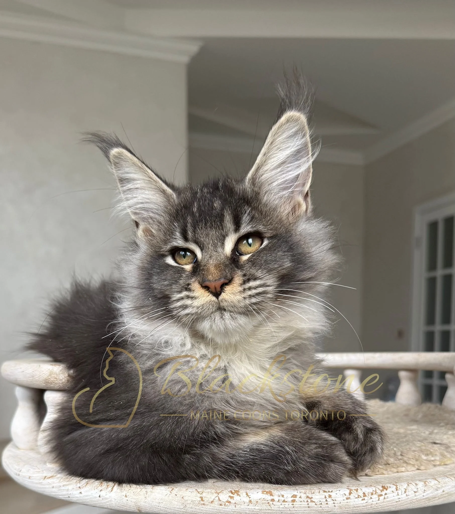 eZy Watermark_14-10-2025_01-27-13-8860PM.JPG