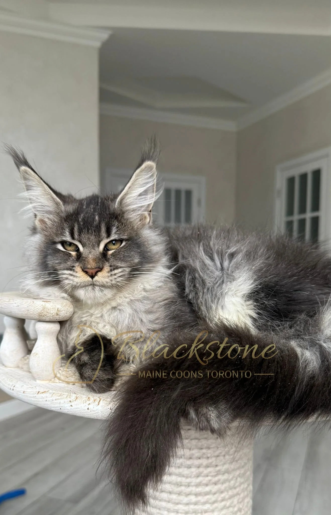 eZy Watermark_14-10-2025_01-27-13-9800PM.JPG