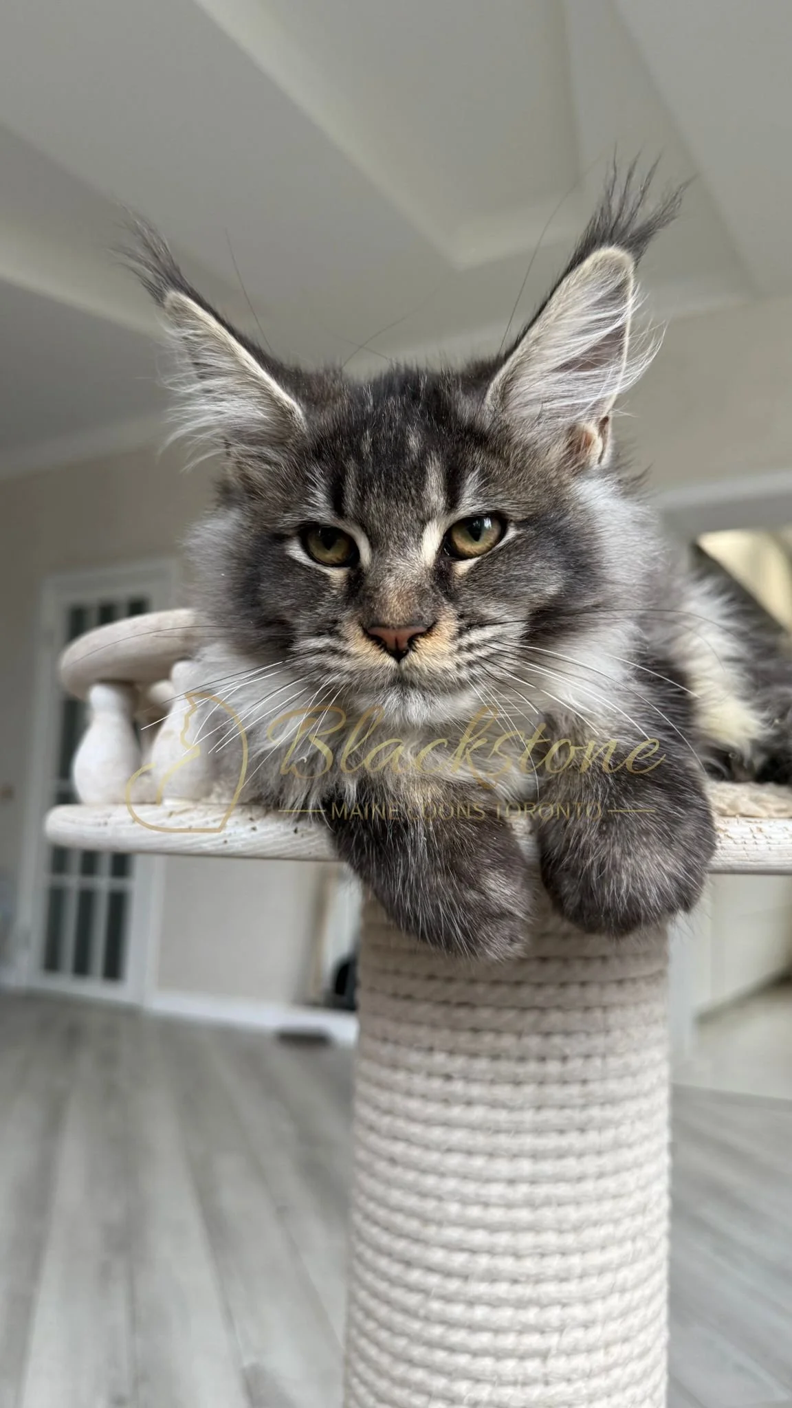 eZy Watermark_14-10-2025_01-27-14-0700PM.JPG