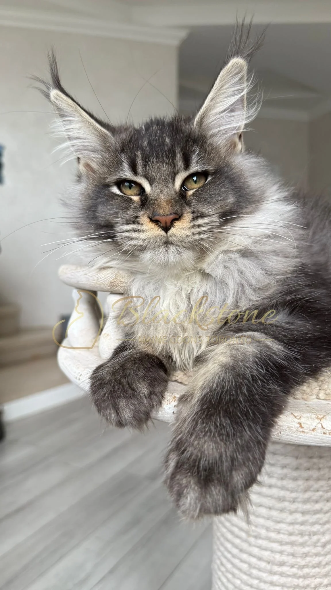 eZy Watermark_14-10-2025_01-27-14-1540PM.JPG