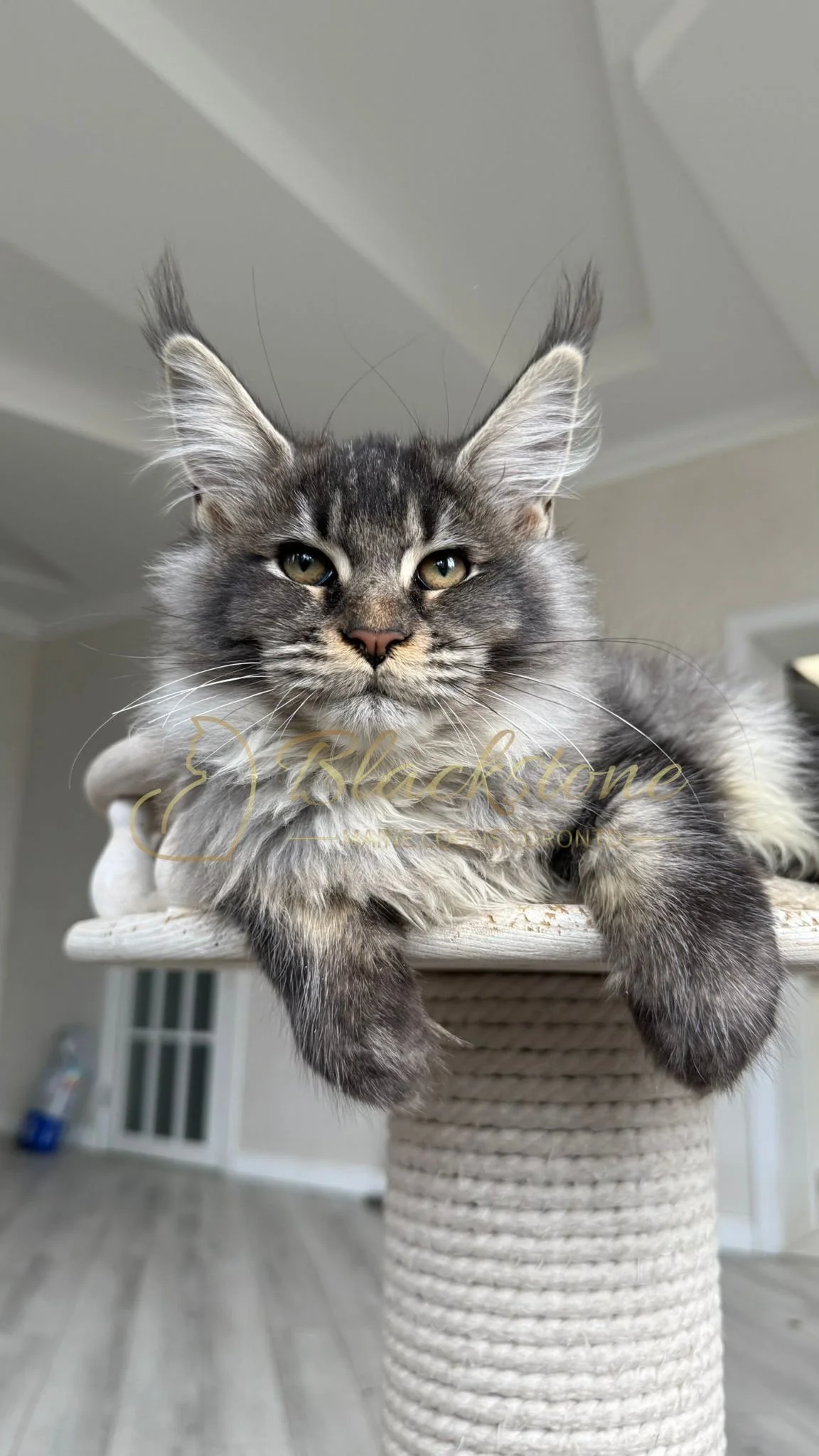 eZy Watermark_14-10-2025_01-27-14-3230PM.JPG