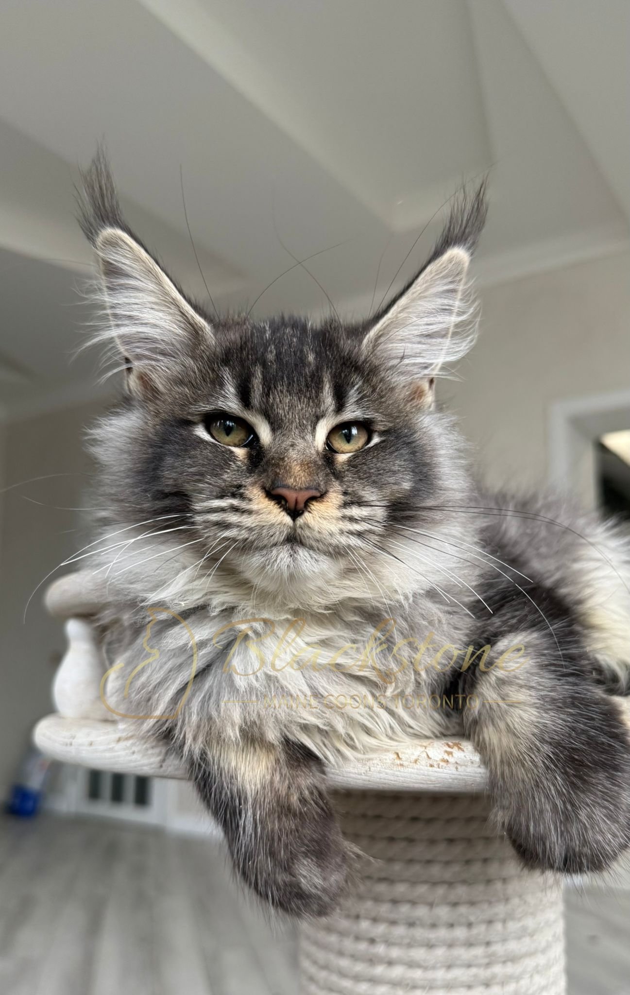 eZy Watermark_14-10-2025_01-27-14-4120PM.JPG