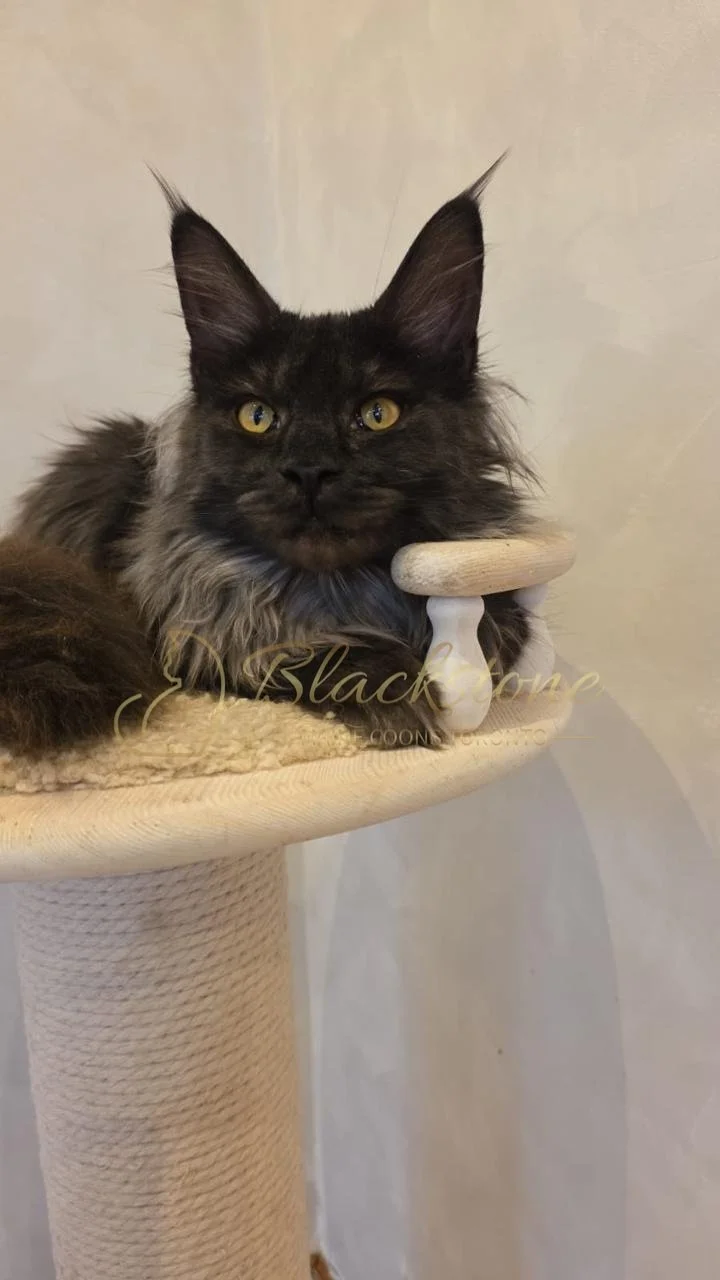 eZy Watermark_05-11-2025_08-59-06-3680AM.JPG