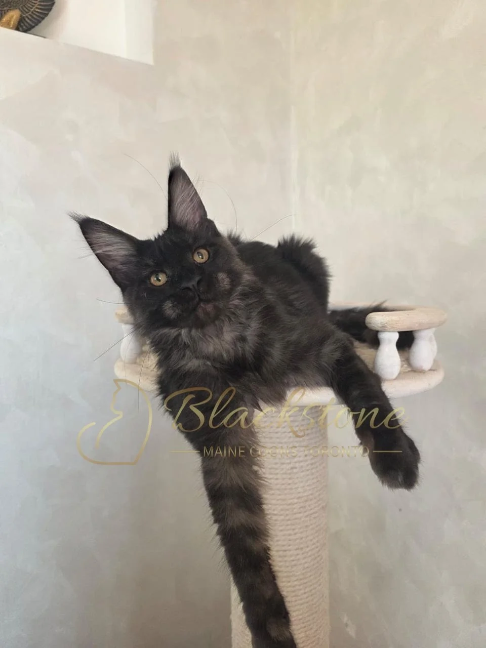 eZy Watermark_05-11-2025_08-59-06-4790AM.JPG