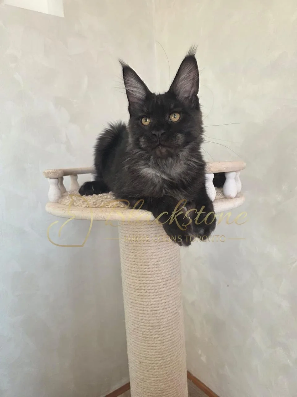 eZy Watermark_05-11-2025_08-59-06-5740AM.JPG