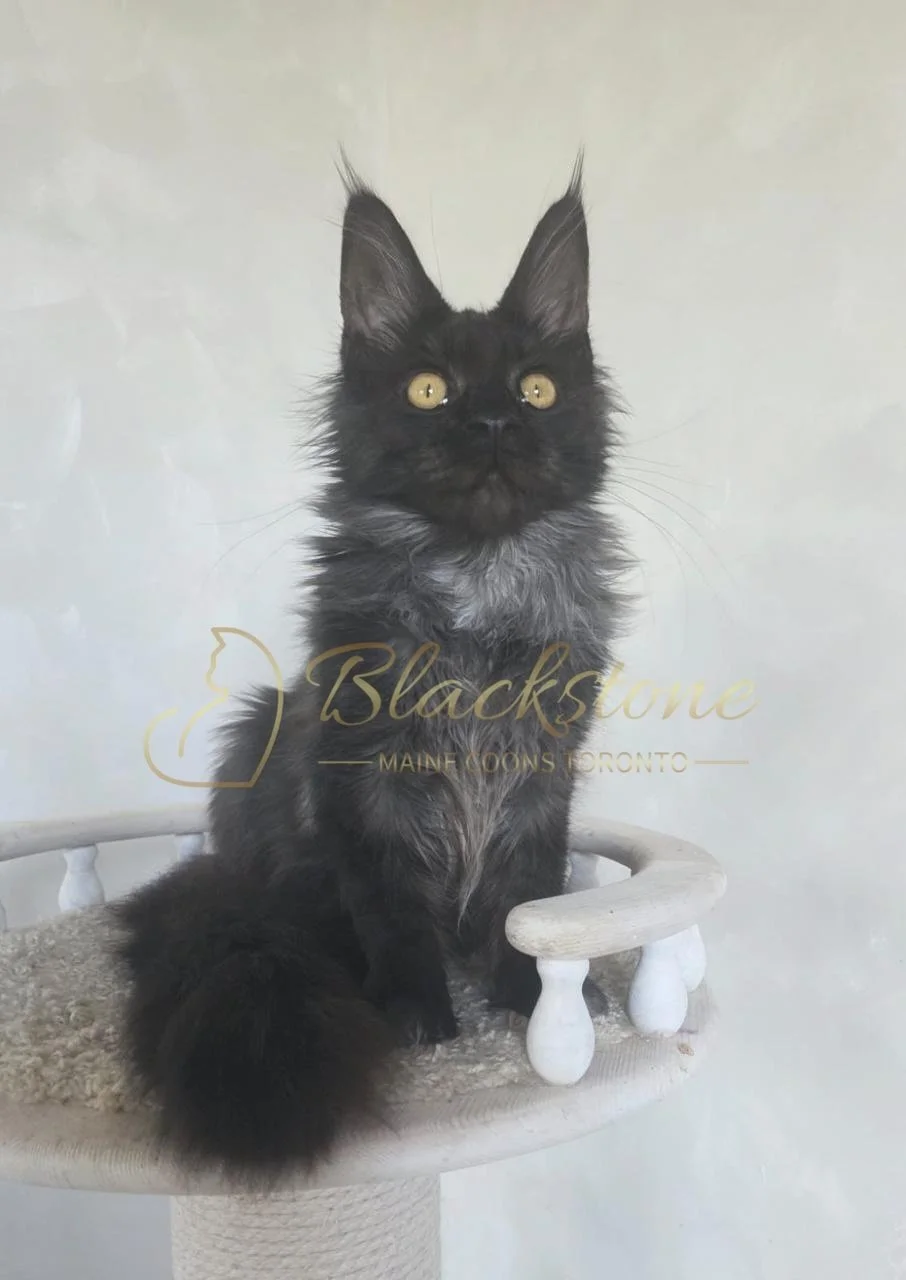 eZy Watermark_05-11-2025_08-59-06-6480AM.JPG