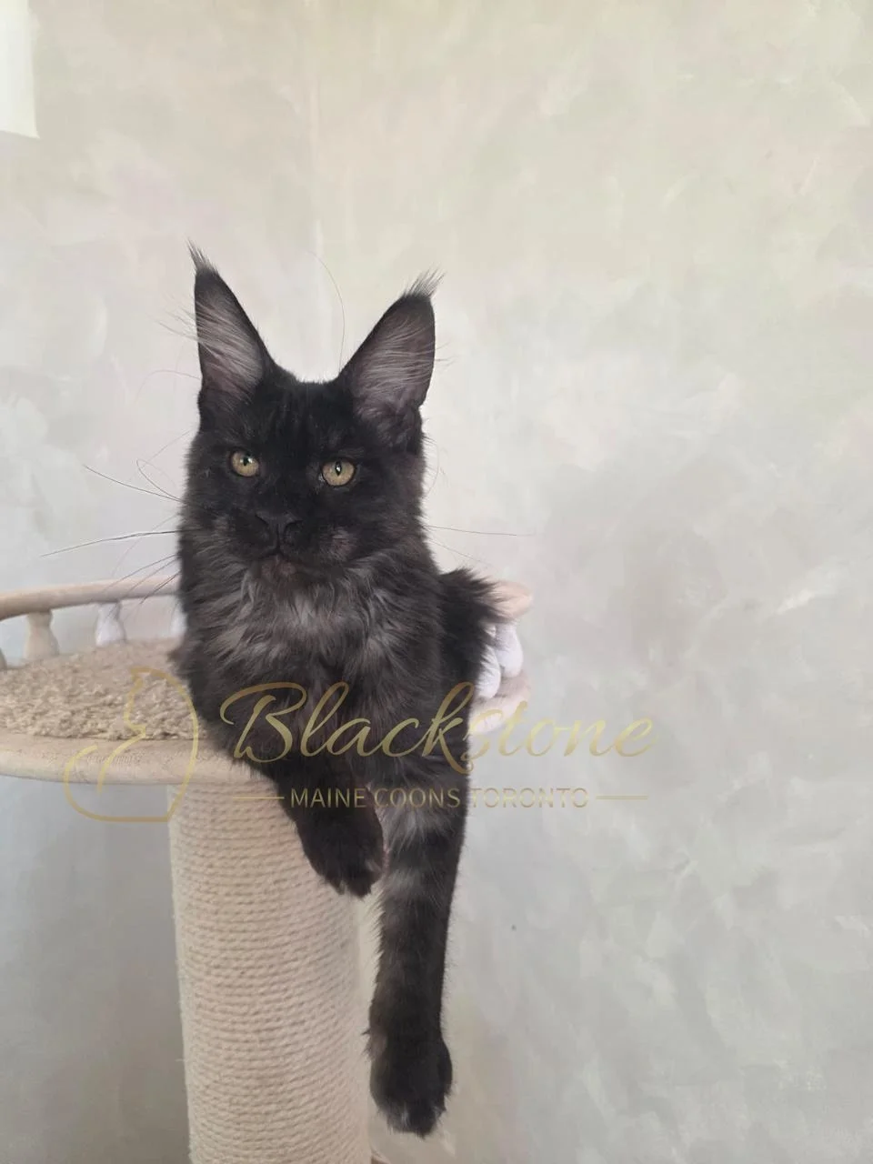 eZy Watermark_05-11-2025_08-59-06-7200AM.JPG