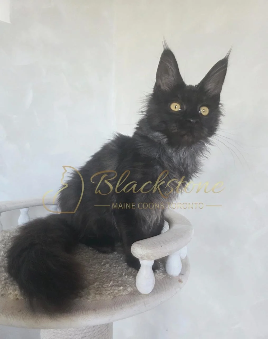 eZy Watermark_05-11-2025_08-59-06-9400AM.JPG