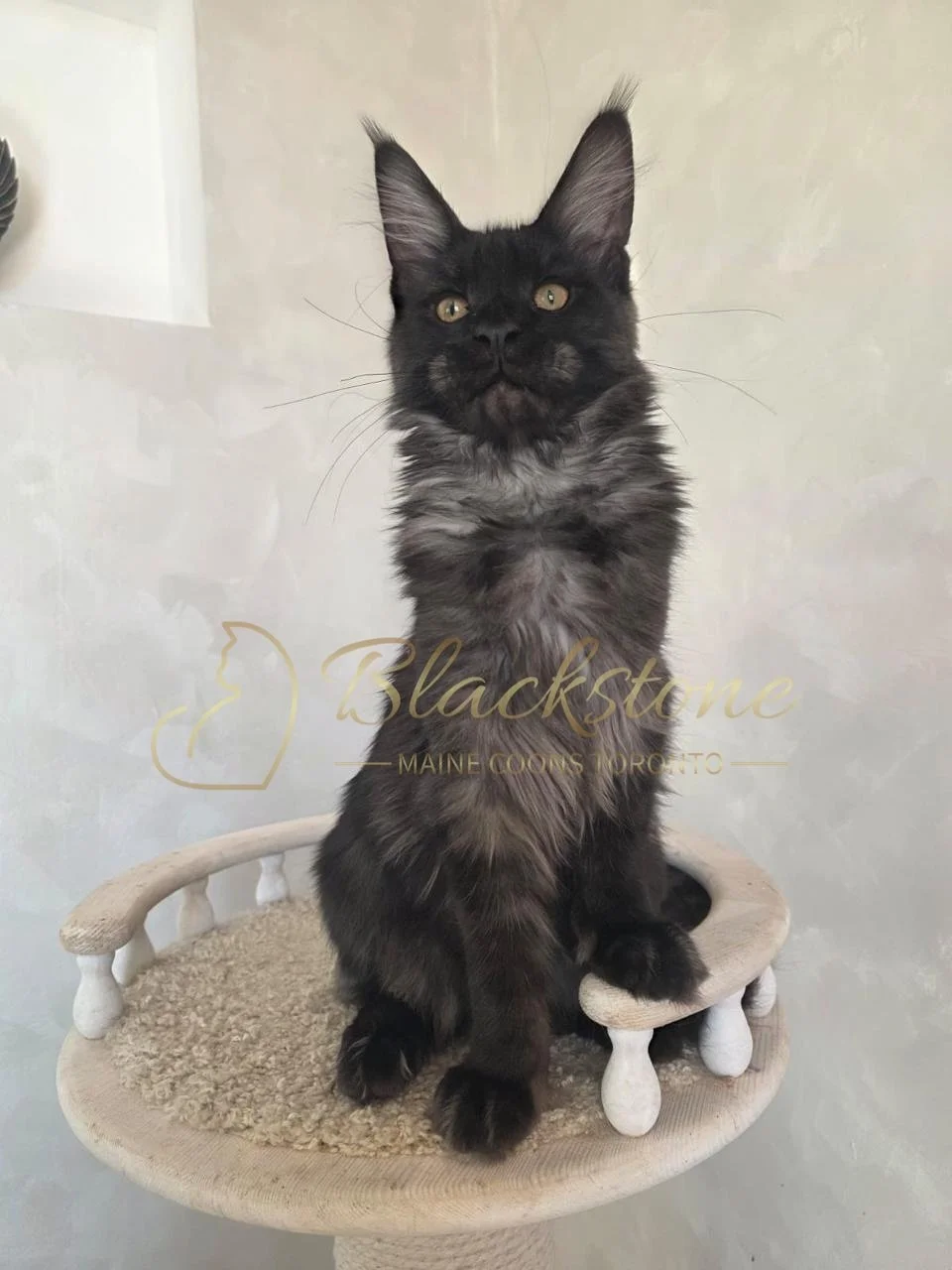 eZy Watermark_05-11-2025_08-59-07-0140AM.JPG