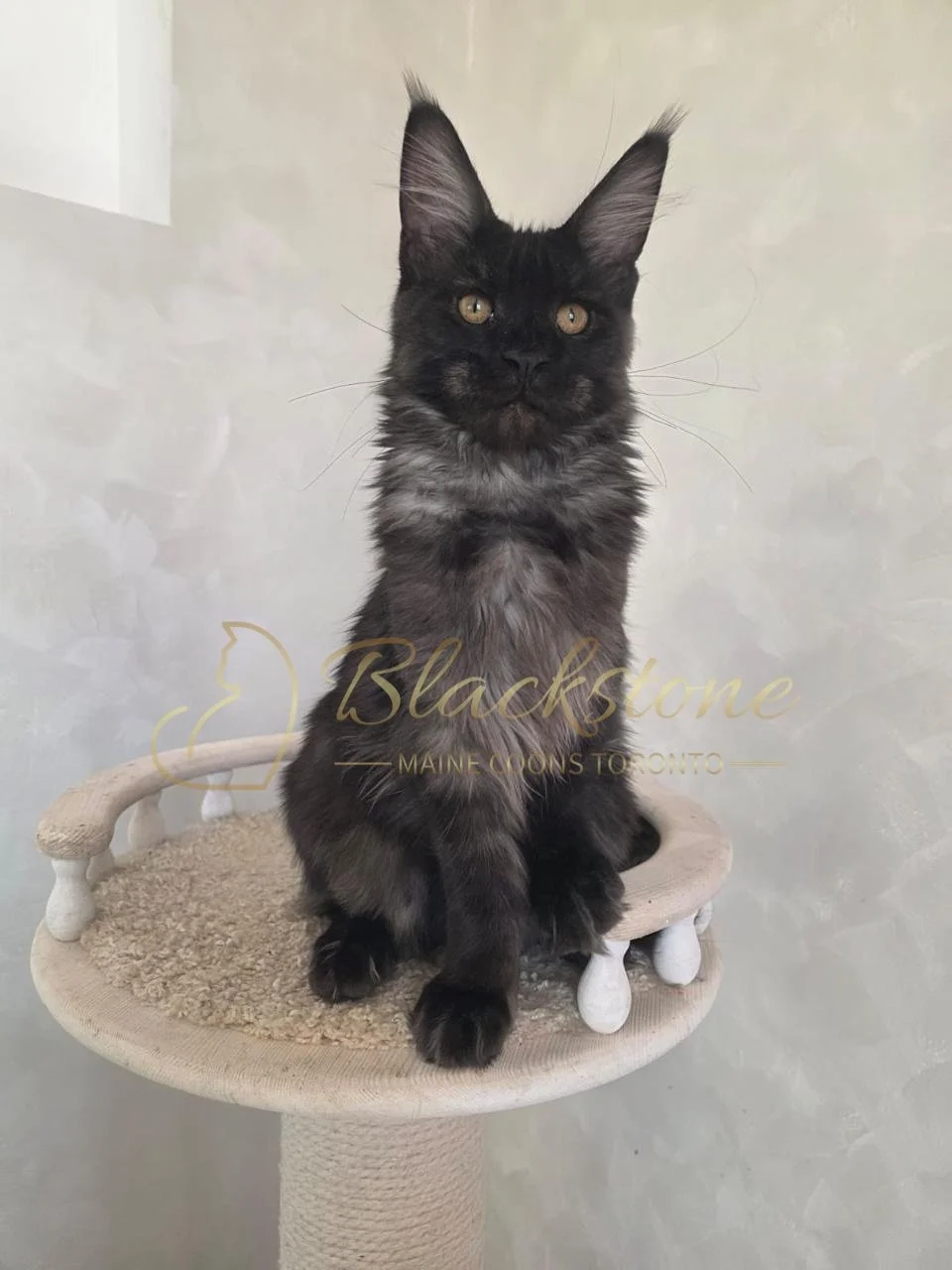 eZy Watermark_05-11-2025_08-59-07-0840AM.JPG